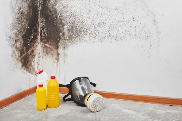 Best Fast Mold Removal  in Spring Valley, WI