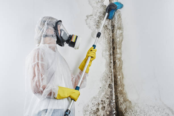 Best Mold Removal Company Near Me  in Spring Valley, WI