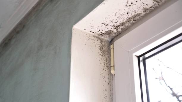 Best Mold Cleaning Services  in Spring Valley, WI