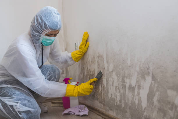 Best Office Mold Removal Services  in Spring Valley, WI