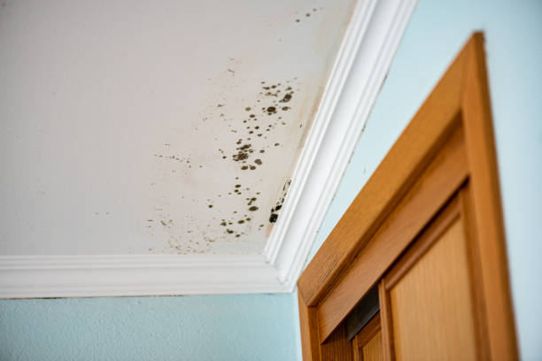 Best Mold Damage Repair  in Spring Valley, WI