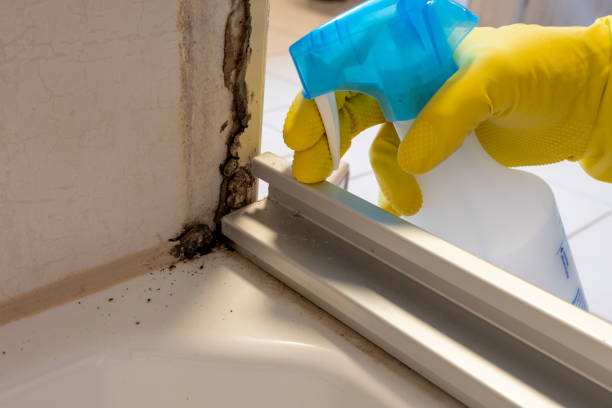 Best Affordable Mold Removal  in Spring Valley, WI