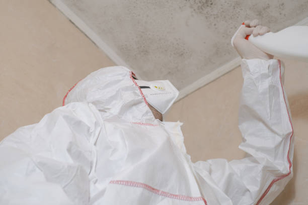 Best Mold Removal Near Me  in Spring Valley, WI