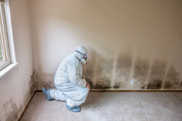 Certified Mold Removal in Spring Valley, WI