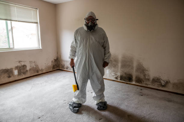 Best Mold Remediation  in Spring Valley, WI