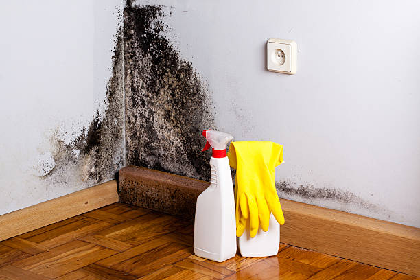 Best Mold Damage Repair  in Spring Valley, WI
