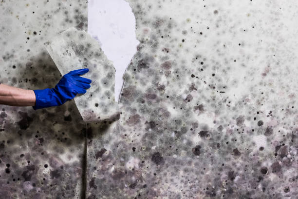 Best Same-Day Mold Removal  in Spring Valley, WI