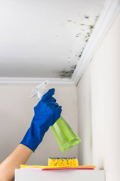Best Toxic Mold Removal  in Spring Valley, WI