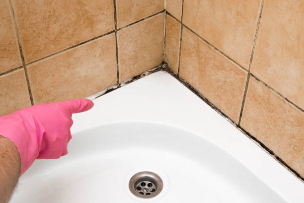Best Mold Removal Near Me  in Spring Valley, WI