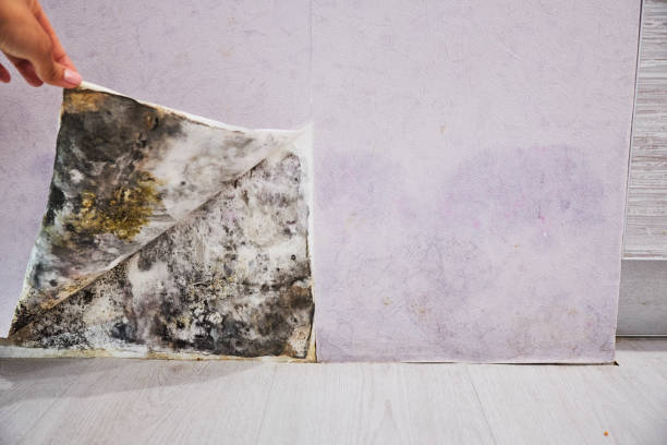 Best Toxic Mold Removal  in Spring Valley, WI